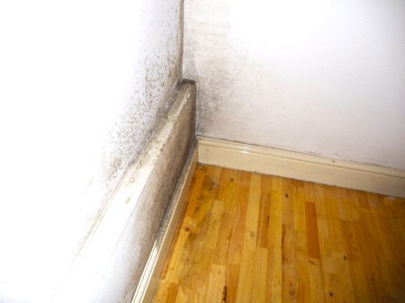 Penészes fal a sarokban, a padló közelében, világos háttérrel.